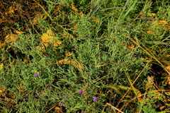 Oocephala staehelinoides