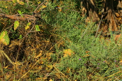 Oocephala staehelinoides