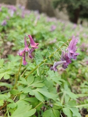 Corydalis solida