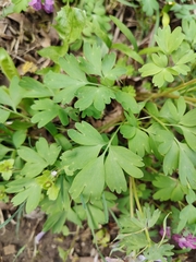 Corydalis solida