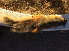 Sciurus nayaritensis