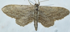 Idaea longaria