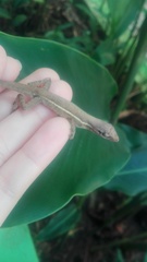 Anolis auratus