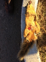 Sciurus nayaritensis