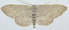 Idaea minuscularia