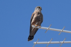 Falco tinnunculus