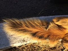 Sciurus nayaritensis