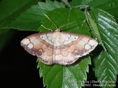 Pylargosceles steganioides