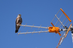 Falco tinnunculus