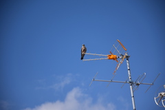 Falco tinnunculus