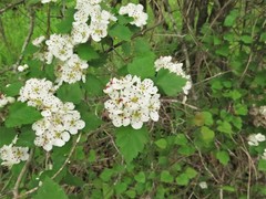 Crataegus ouachitensis