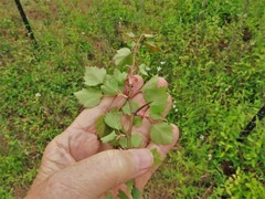 Crataegus ouachitensis