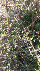 Coprosma crassifolia