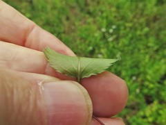 Crataegus ouachitensis