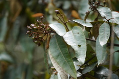 Vismia baccifera