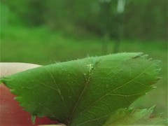 Crataegus ouachitensis