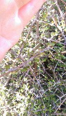 Coprosma crassifolia