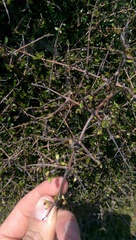 Coprosma crassifolia