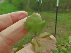Crataegus ouachitensis