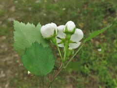 Crataegus ouachitensis