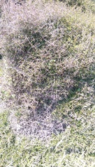 Coprosma crassifolia