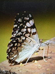 Hamadryas feronia