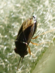 Geocoris uliginosus