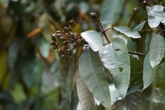 Vismia baccifera