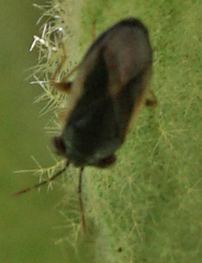 Geocoris uliginosus