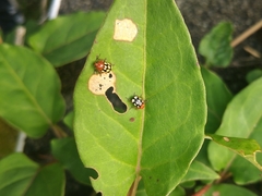 Cryptocephalus luteosignatus