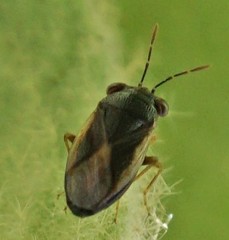 Geocoris uliginosus