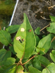 Cryptocephalus luteosignatus