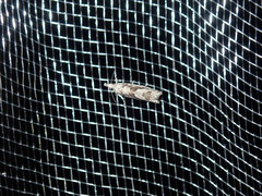 Holocola thalassinana