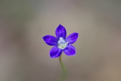 Wahlenbergia graniticola