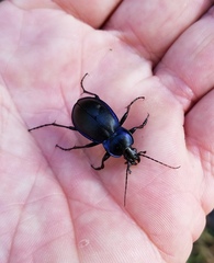 Carabus finitimus