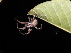 Pararaneus cyrtoscapus