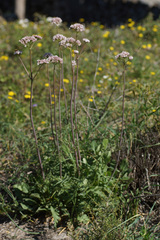 Valeriana italica