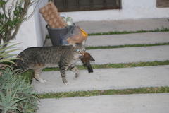 Turdus rufopalliatus rufopalliatus
