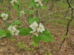 Crataegus ouachitensis