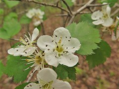 Crataegus ouachitensis