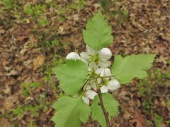 Crataegus ouachitensis