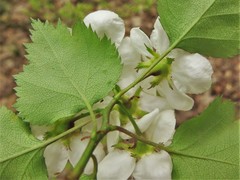Crataegus ouachitensis
