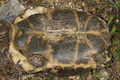 Testudo graeca ibera