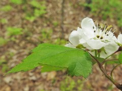 Crataegus ouachitensis