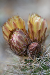 Austrocactus coxii