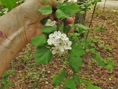 Crataegus ouachitensis