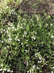 Claytonia virginica