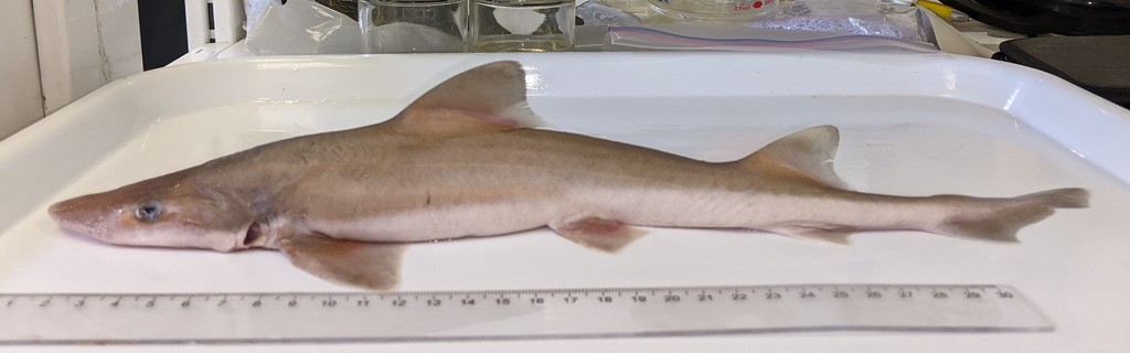Smalleye Smooth-Hound