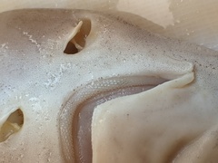 Smalleye Smooth-Hound photo 3