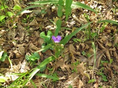 Tradescantia ernestiana